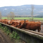 Calves on the Stump farm east of Sicamous, B.C. on feed in early October just prior to being shipped. Range for the cow herd is at the top and behind the mountain in the background. The country can grow grass, but it is also good habitat for wolves.