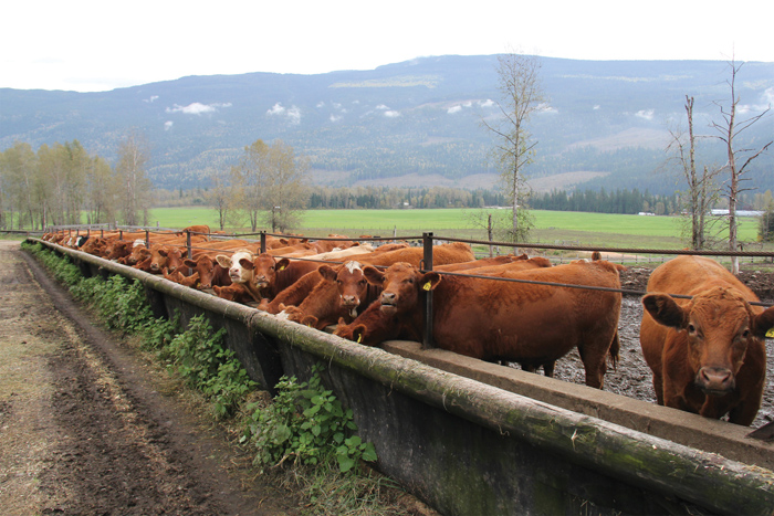 Calves on the Stump farm east of Sicamous, B.C. on feed in early October just prior to being shipped. Range for the cow herd is at the top and behind the mountain in the background. The country can grow grass, but it is also good habitat for wolves. 