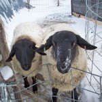 sheep
