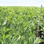 fababean crop