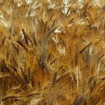 barley crop in a field