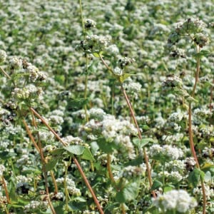Buckwheat crops can thrive under the growing conditions on the Canadian Prairies. It does well on marginal land and no special equipment is required.