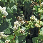 Buckwheat requires cross-pollination. Even with self-pollinating varieties farmers will experience much higher yields if they place hives on their fields. Buckwheat is not as expensive to grow as wheat or canola.