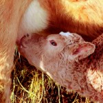 calf nursing at its mother