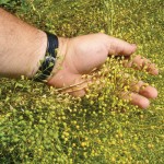 Camelina can also be used in fish feed, human consumption oils, and bio-lubricants.
