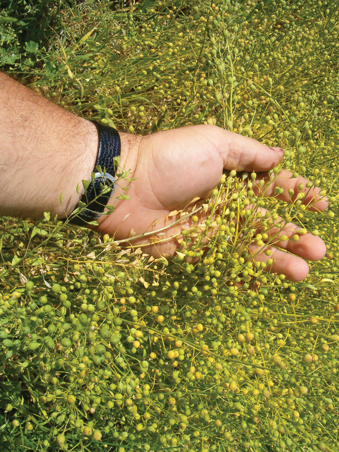 Camelina can also be used in fish feed, human consumption oils, and bio-lubricants.