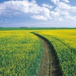 Ten-year goal aims for dramatic increase in canola yields
