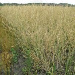 Brassica carinata is an Ethiopian mustard that can grow on marginal lands and is finding a use in bio-fuels because of its high oil content.