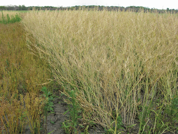 Brassica carinata is an Ethiopian mustard that can grow on marginal lands and is finding a use in bio-fuels because of its high oil content.