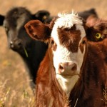 Even though the use of RFID ear tags is mandatory, some areas of Western Canada have only 50 per cent compliance.