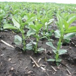 Fababean does best in agricultural areas that receive good moisture and are relatively cool.