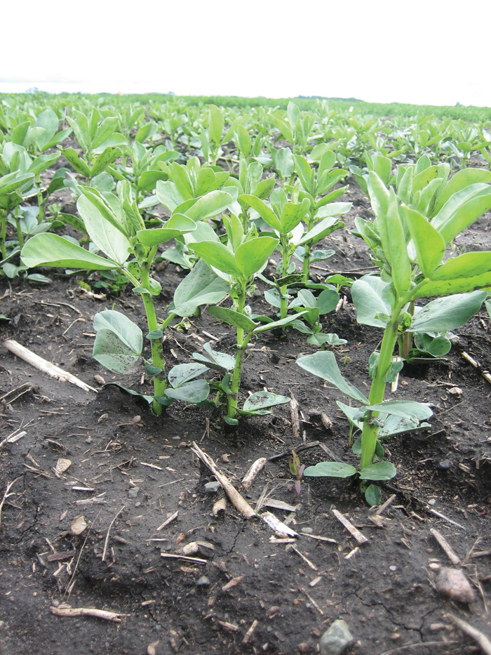Fababean does best in agricultural areas that receive good moisture and are relatively cool.