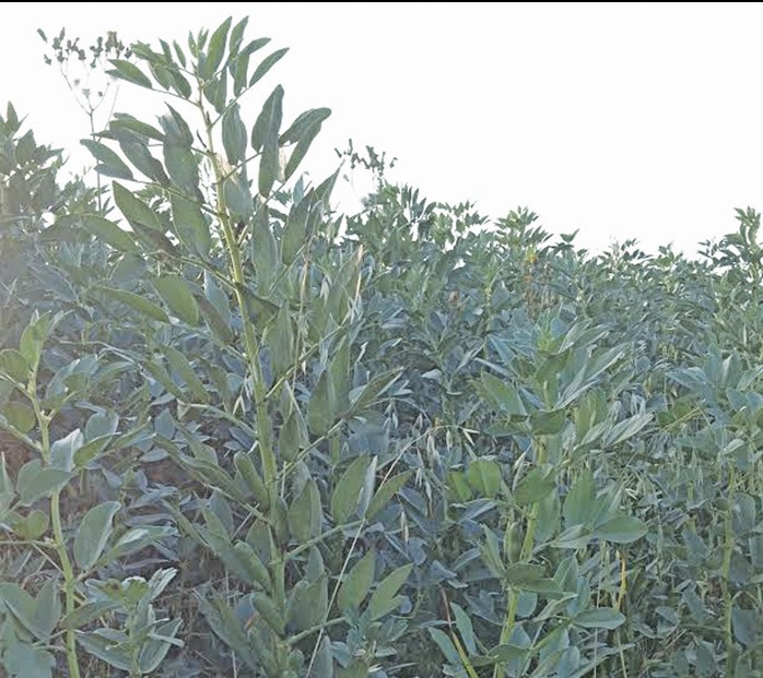 Fababeans in northeastern Sask.
