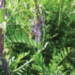 Hairy vetch is a nitrogen-fixing legume native to Europe and western Asia.