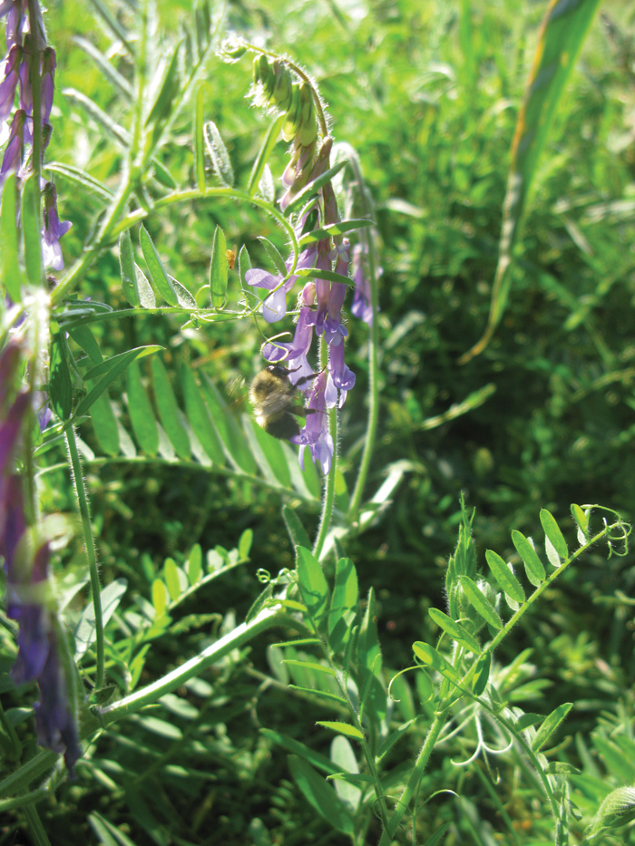 Hairy vetch is a nitrogen-fixing legume native to Europe and western Asia.