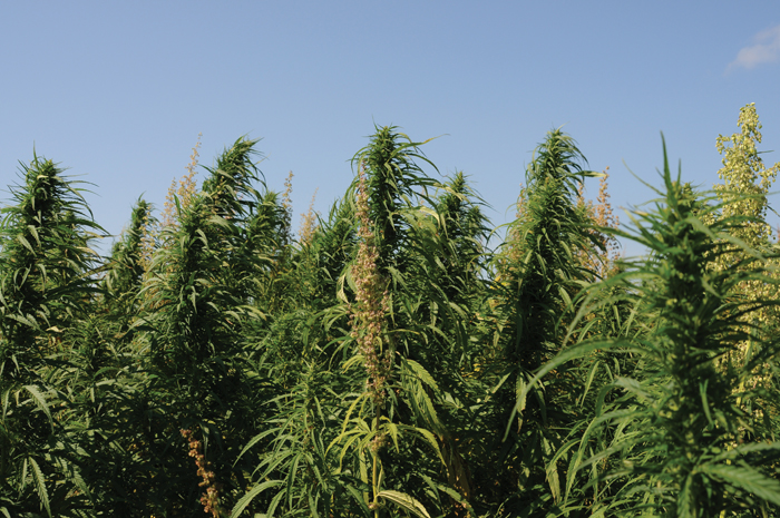 hemp plants