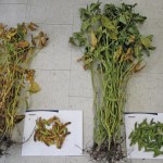 Some soybean plants appeared to be ripening much more quickly than others. Their leaves were turning yellow and brown, and in some extreme cases, looked crispy and even burnt.