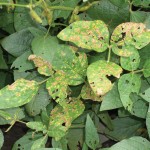 The first signs of soybean sudden death syndrome are mottled and mosaiced leaves, followed by the yellowing of the leaf veins and the death of the whole leaf.