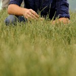 Perennial ryegrass.