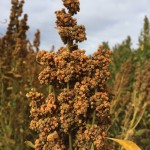 Quinoa (pronounced KEEN-wah) is high in protein, has no gluten and performs well on dry soils.