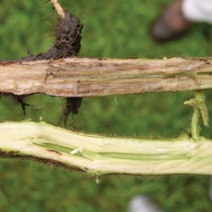 When plants are infected with sudden death syndrome the lower stem will exhibit a tan to light brown discolouration.