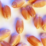 General purpose and soft wheat