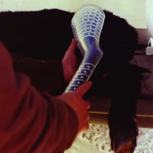 calf with a dog splint