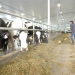 dairy cattle in a barn