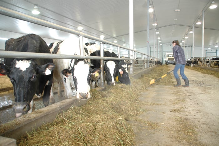 dairy cattle in a barn