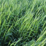 winter wheat