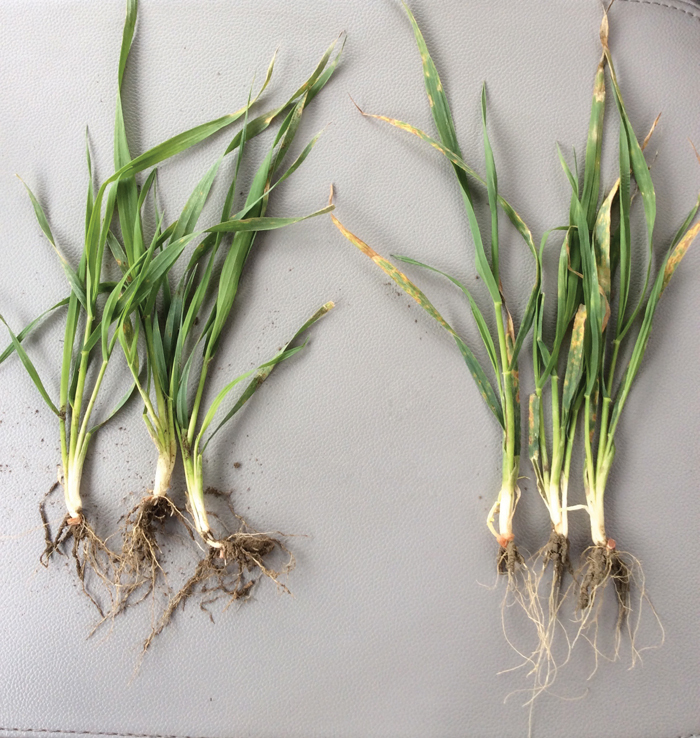 The wheat plants were stunted and yellow-green in colour, with older leaves that were brown and starting to die off. Newer growth was starting to show the same symptoms.
