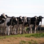 dairy heifers