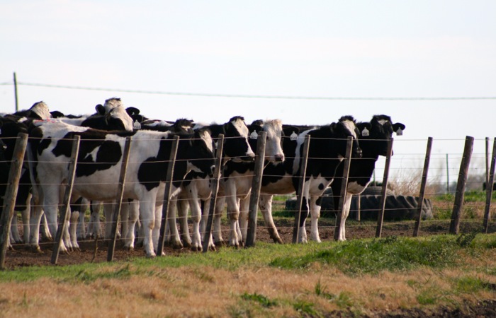 dairy heifers