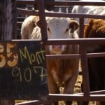 Crude oil price has little impact on cattle market
