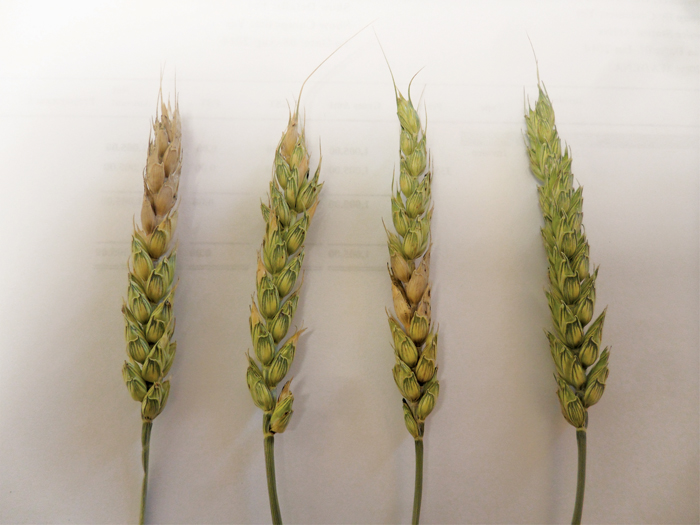 Some plants appeared to be further along than others, but these plants were contained within strips that ran in straight lines down the entire length of the field rather than in random patches. 