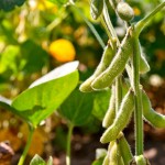 Soybeans, says Tenuta, are infected early in the season, although visible symptoms will not appear until the later reproductive stages.