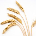 wheat on a white background