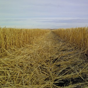 CTF allows farmers to leave taller stubble.