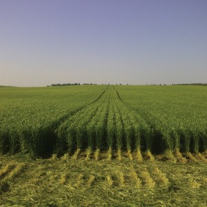 With CTF, wheel tracks are confined to specific lanes, or tramlines, like these tramlines in winter wheat.