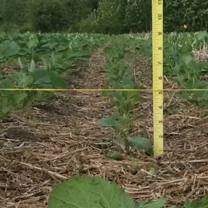 In this photo, researchers are measuring tramline depth after four years of traffic.