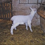 sheep wearing a coat