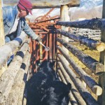 cattle chute