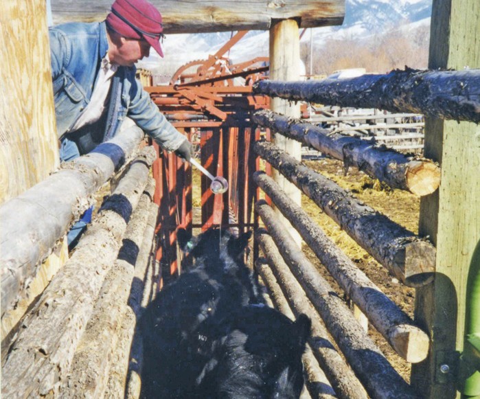 cattle chute
