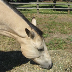This horse is feeding from what is called a “day bag.” It can be stuffed with hay and hung up, placed in a tub or left on the ground allowing the horse to pick away at feed during the day.