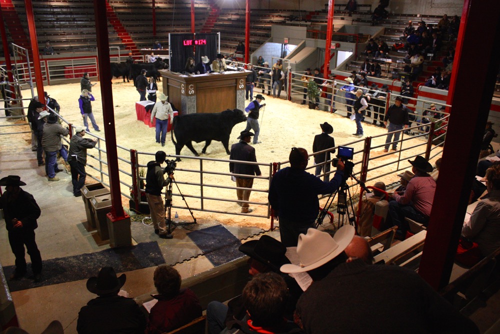 bull sale