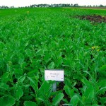 canola crop