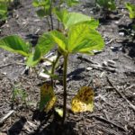 The lowest leaves on the soybeans plants were sloughing off.