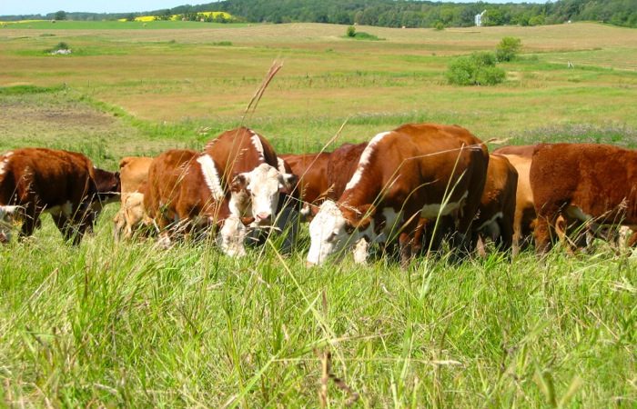 cattle grazing in a pasture