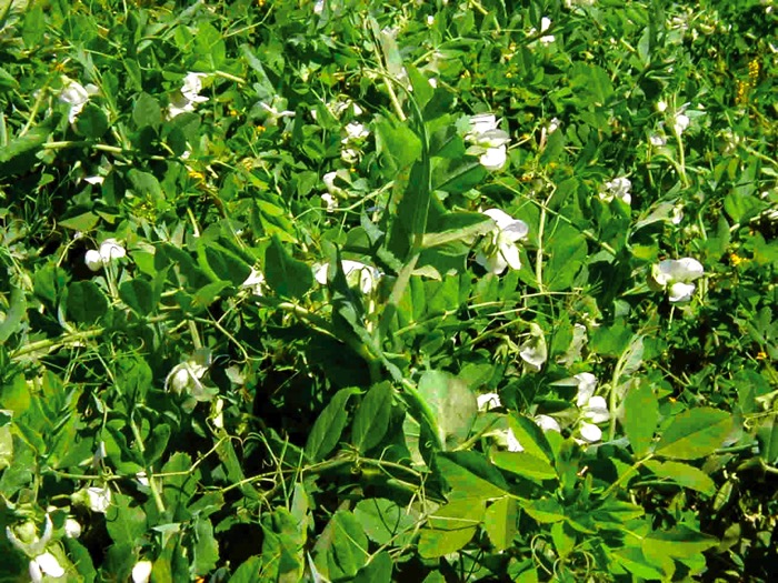 pea crop