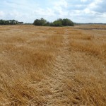 Deep brown colored wheat straw like this can have as much as one
per cent nitrogen and a total of 25 to 50 pounds of nitrogen per acre.